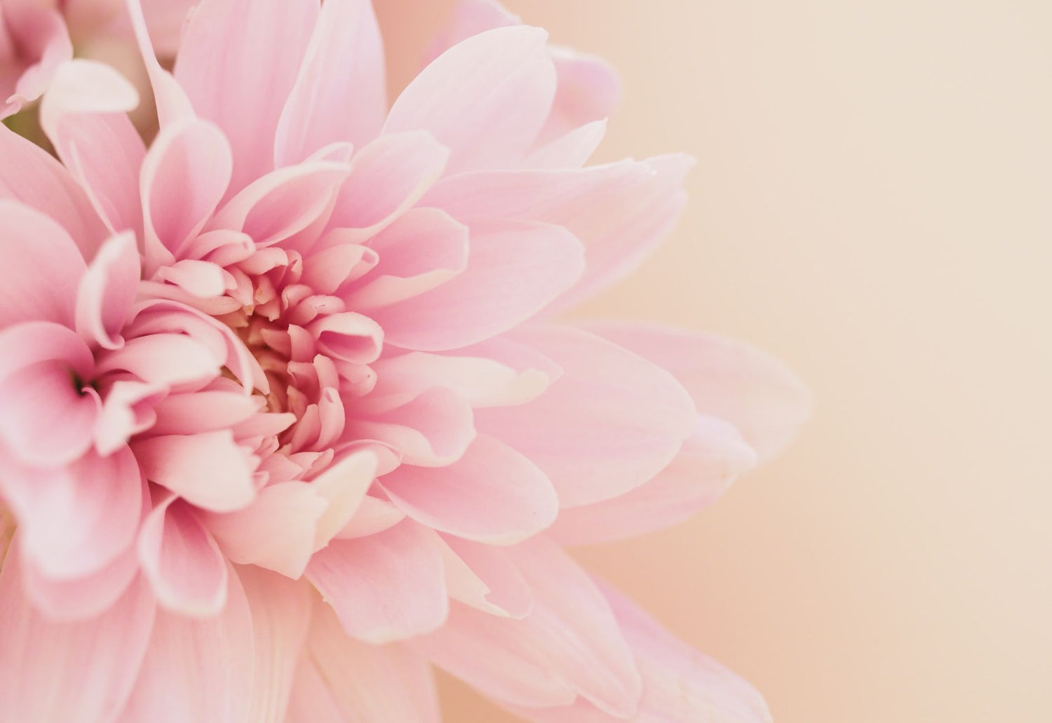 沖縄の南国の香り漂う植物園をイメージした香りのキャンドル