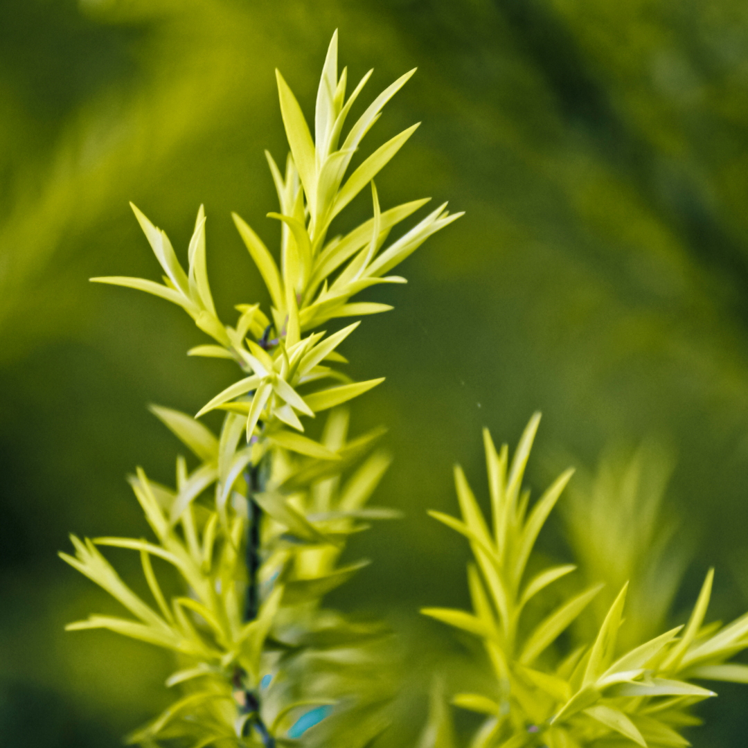 teatree-essential-oil