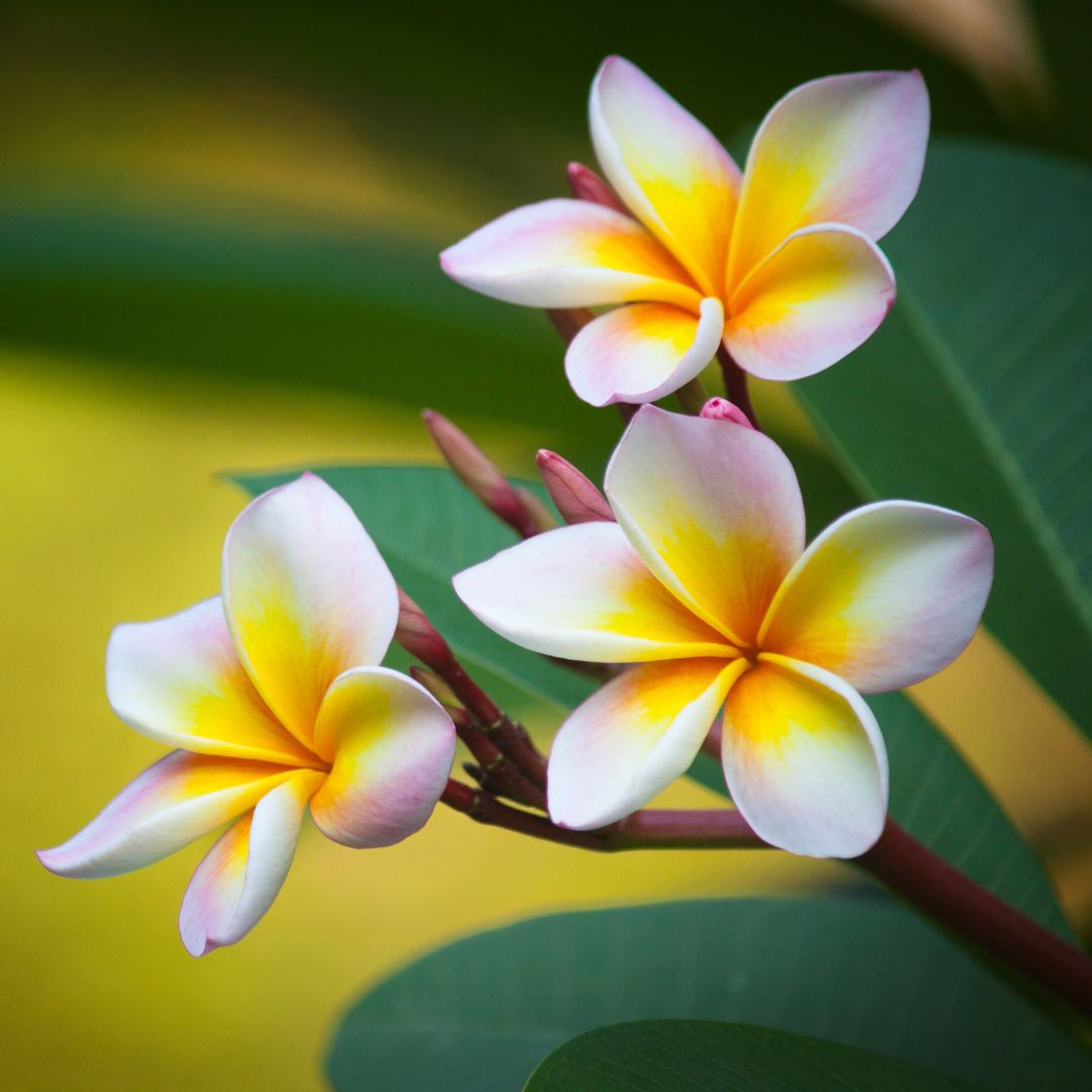 Hawaiian Plumeria｜ハワイアンプルメリア