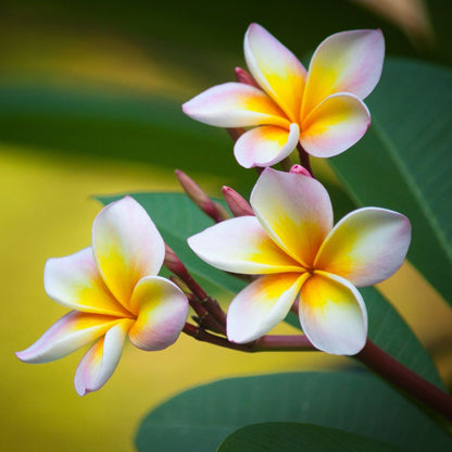 Hawaiian Plumeria｜ハワイアンプルメリア