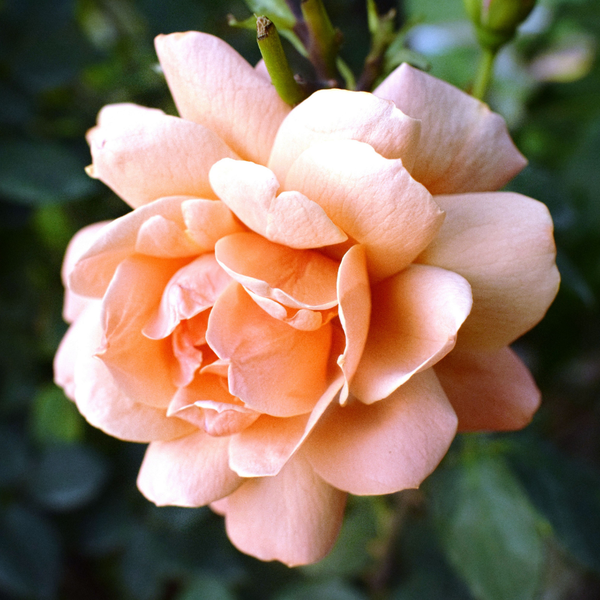 French Rose｜フレンチローズ – Earth & Pure