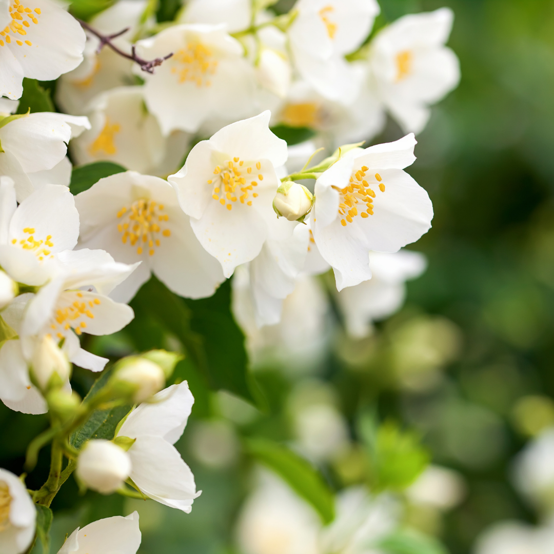 jasmine-fragrance