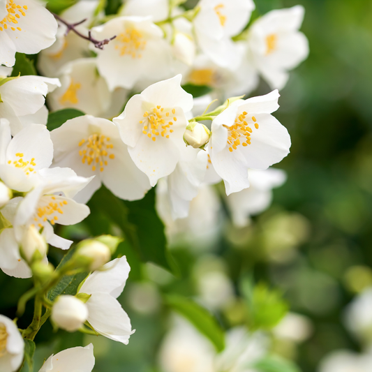 jasmine-fragrance