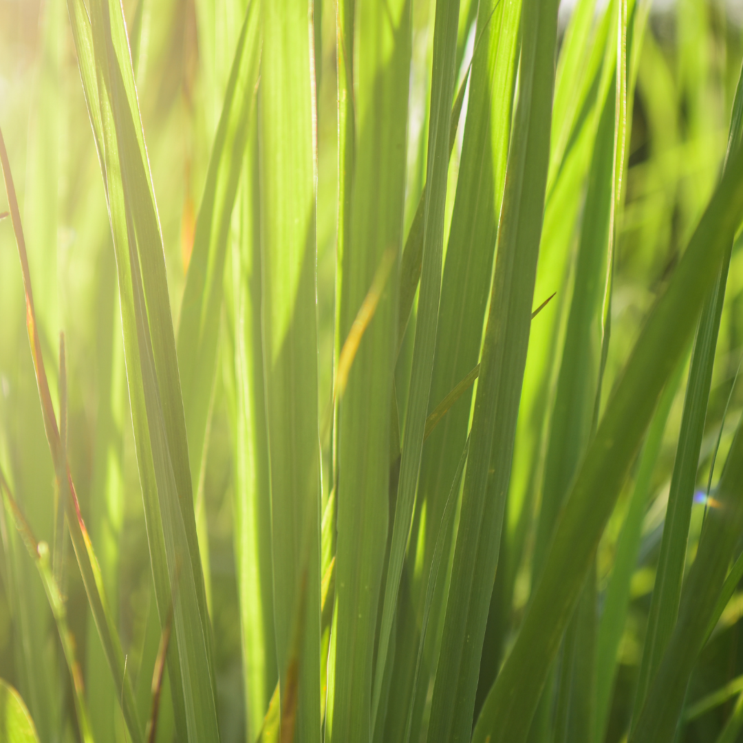 lemongrass_essential_oil