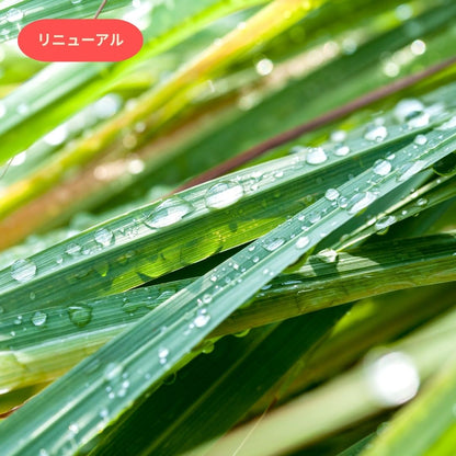Lemongrass & Green Tea｜レモングラスフ＆グリーンティー(リニューアル)