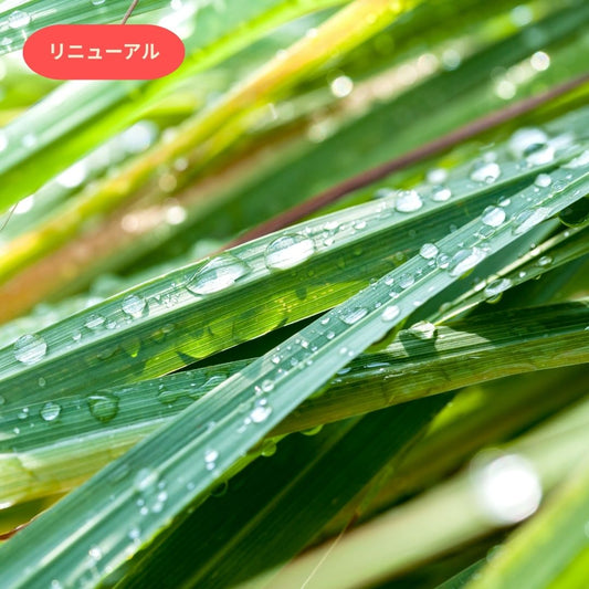 Lemongrass & Green Tea｜レモングラスフ＆グリーンティー(リニューアル)