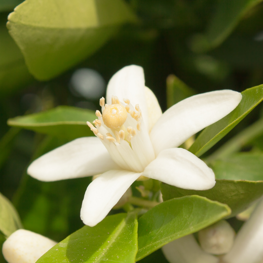 orange-blossom-fragrance