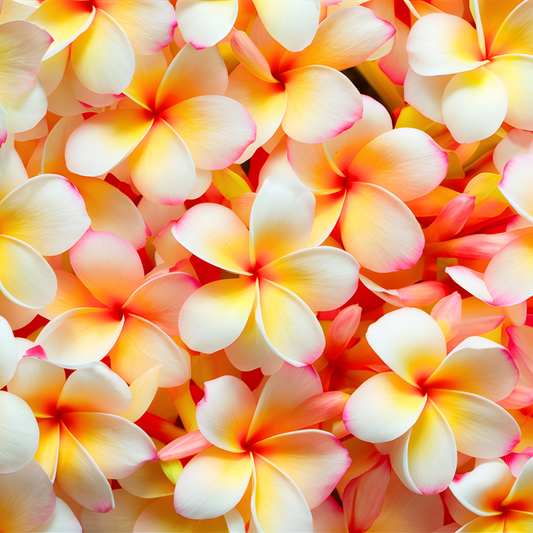 plumeria-fragrance