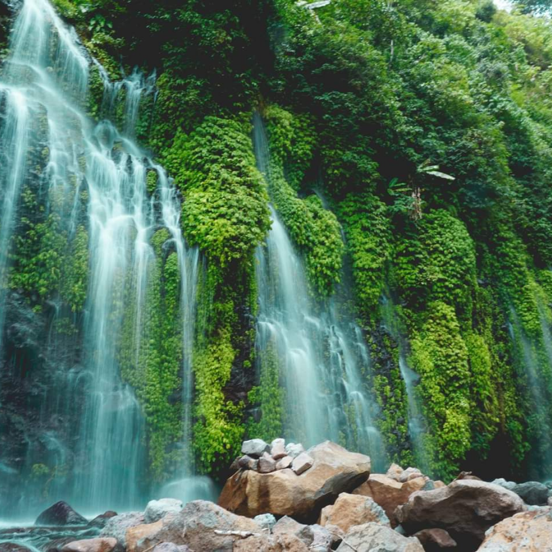 rainforest-fragrance