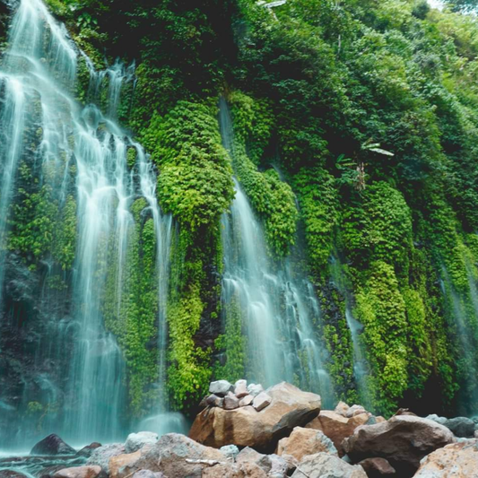rainforest-fragrance