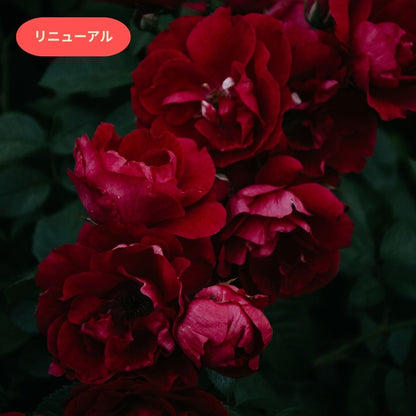 Red Musk｜レッドムスク(リニューアル)