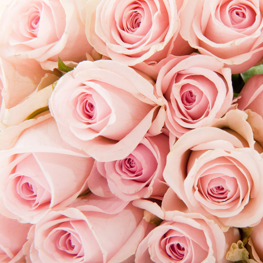 rose-fragrance