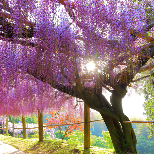 wisteria-fragrance